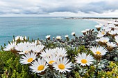 Sea strawflowers (Helichrysum retortum)