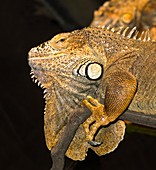 Santa Fe land iguana