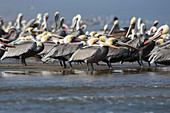 Brown pelicans flocking on a beach