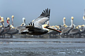 Brown pelican flying over a beach