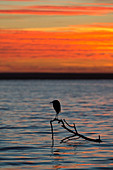 Reddish egret at sunset