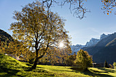 Chestnut trees in Switzerland