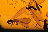 Flying ants trapped in amber