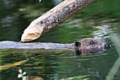 Branch gnawed European beaver
