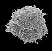 T lymphocyte, SEM