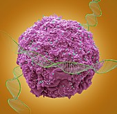 HIV infection and DNA, conceptual composite image