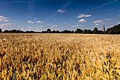 Wheat field in summer