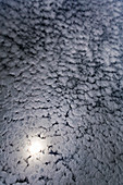 Altocumulus stratiformis clouds