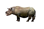 Chilotherium rhinoceros, illustration