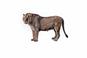 Eastern Siberian lion, illustration