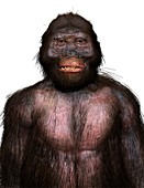 Australopithecus garhi male, illustration