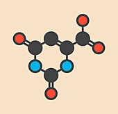 Orotic acid molecule