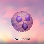 Neutrophil white blood cell, illustration