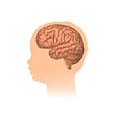 Child's head with brain, illustration