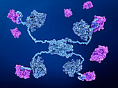 MDM2 binding to anti-cancer protein p53, illustration