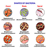 Bacteria of different shapes, illustration