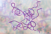 Lyme disease bacteria, illustration