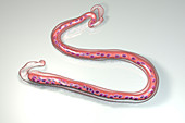 Brugia malayi parasitic worm, illustration