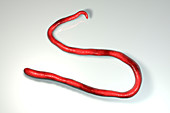 Mansonella streptocerca parasitic worm, illustration