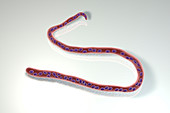Mansonella streptocerca parasitic worm, illustration