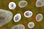 Pneumocystis jirovecii fungi, illustration
