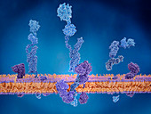 Amyloid precursor protein cleavage, illustration