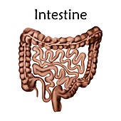 Human intestine, illustration