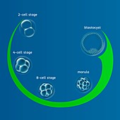 Human embryonic development, illustration