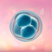 4-cell stage embryo, illustration