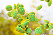 Pollen grains of Mimosa flower, illustration