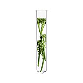 Broccoli in test tube