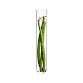 French beans in test tube