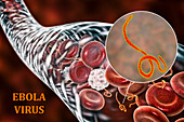 Ebola virus particles in blood, illustration