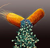 Bacteriophages leaving bacterial cell, illustration