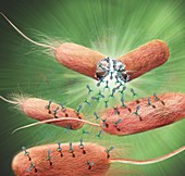 Bacteriophages leaving bacterial cells, illustration