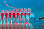 Samples in PCR tubes