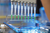 Pipetting samples for gel electrophoresis