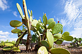 Cactus in the desert