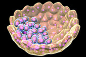 Blastocyst, illustration