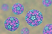 Group B Coxsackievirus, illustration