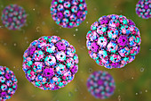 Polyoma BK virus, illustration