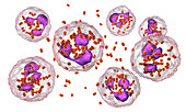 Gonorrhoeae bacteria inside neutrophils, illustration