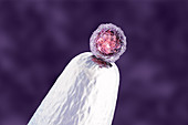 Human embryonic stem cell on a pin tip, conceptual illustrat