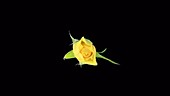 Yellow rose opening, timelapse