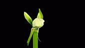 White amaryllis opening, timelapse