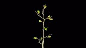 Hawthorn sapling, timelapse