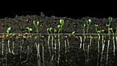 Alfalfa growing, timelapse