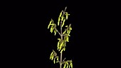 Forsythia flowering, timelapse