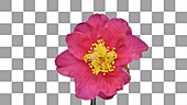 Camellia flower wilting, timelapse
