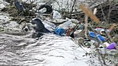 Polluted river with otter in water